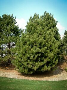 Сосна Чёрная (Pinus Nigra) купить по цене от 270.00р. в интернет-магазине «Посадика» с доставкой почтой в в Куйбышеве и по всей России – [изображение №1].