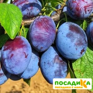 Слива Чачакская ранняя купить по цене от 229.00р. в интернет-магазине «Посадика» с доставкой почтой в в Куйбышеве и по всей России – [изображение №1].