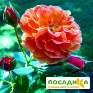 Роза Арабия купить по цене от 350.00р. в интернет-магазине «Посадика» с доставкой почтой в в Куйбышеве и по всей России – [изображение №1].