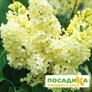 Сирень Примроуз (Primrose) купить по цене от 529.00р. в интернет-магазине «Посадика» с доставкой почтой в в Куйбышеве и по всей России – [изображение №1].