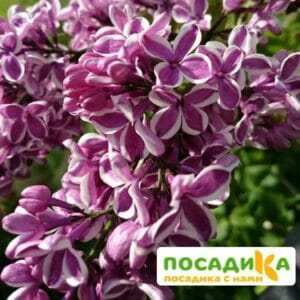 Сирень Сенсация купить по цене от 529.00р. в интернет-магазине «Посадика» с доставкой почтой в в Куйбышеве и по всей России – [изображение №1].