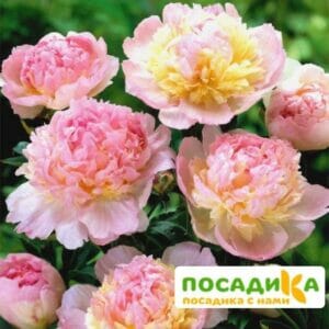 Пион Распберри Сандей (Paeonia Raspberry Sundae) купить по цене от 959р. в интернет-магазине «Посадика» с доставкой почтой в в Куйбышеве и по всей России – [изображение №1].