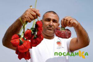 Клубника Гигант Джорнея купить по цене от 266р. в интернет-магазине «Посадика» с доставкой почтой в в Куйбышеве и по всей России – [изображение №1].