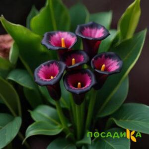 Калла Аура Лейс купить по цене от 400р. в интернет-магазине «Посадика» с доставкой почтой в в Куйбышеве и по всей России – [изображение №1].