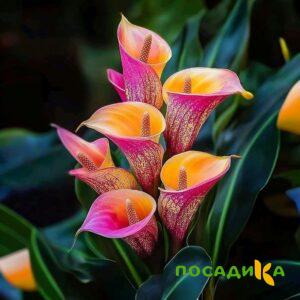 Калла Оникс купить по цене от 450р. в интернет-магазине «Посадика» с доставкой почтой в в Куйбышеве и по всей России – [изображение №1].