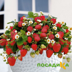 Клубника Рубиновый Шепот (горшечная) купить по цене от 240р. в интернет-магазине «Посадика» с доставкой почтой в в Куйбышеве и по всей России – [изображение №1].