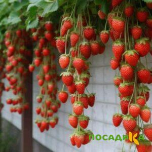 Клубника вьющаяся Комплимент купить по цене от 470р. в интернет-магазине «Посадика» с доставкой почтой в в Куйбышеве и по всей России – [изображение №1].