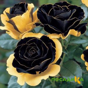 Роза Ханни Сикл купить по цене от 700р. в интернет-магазине «Посадика» с доставкой почтой в в Куйбышеве и по всей России – [изображение №1].