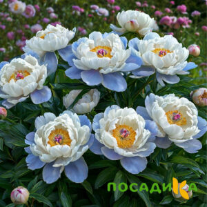 Пион акварельный Этюд купить по цене от 806р. в интернет-магазине «Посадика» с доставкой почтой в в Куйбышеве и по всей России – [изображение №1].