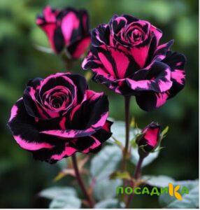 Роза Багровый Шепот купить по цене от 366р. в интернет-магазине «Посадика» с доставкой почтой в в Куйбышеве и по всей России – [изображение №1].