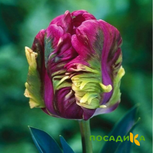 Тюльпан Экзотик Хэвен купить по цене от 186р. в интернет-магазине «Посадика» с доставкой почтой в в Куйбышеве и по всей России – [изображение №1].