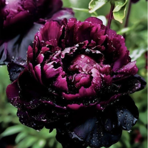 Пион Темный Сад купить по цене от 421р. в интернет-магазине «Посадика» с доставкой почтой в в Куйбышеве и по всей России – [изображение №1].