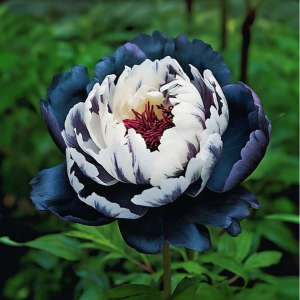 Пион Древовидный Инь-Янь купить по цене от 419р. в интернет-магазине «Посадика» с доставкой почтой в в Куйбышеве и по всей России – [изображение №1].