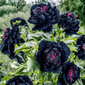 Пион древовидный Сердце Афродиты купить по цене от 600р. в интернет-магазине «Посадика» с доставкой почтой в в Куйбышеве и по всей России – [изображение №1].