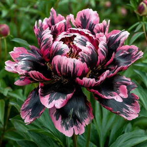 Пион Дроп Руби купить по цене от 469р. в интернет-магазине «Посадика» с доставкой почтой в в Куйбышеве и по всей России – [изображение №1].