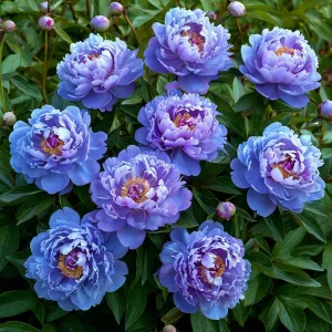 Пион Голубой лотос купить по цене от 590р. в интернет-магазине «Посадика» с доставкой почтой в в Куйбышеве и по всей России – [изображение №1].