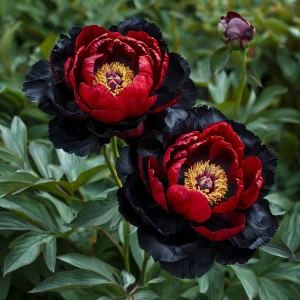 Пион Эбеновый Рубин купить по цене от 419р. в интернет-магазине «Посадика» с доставкой почтой в в Куйбышеве и по всей России – [изображение №1].