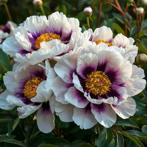 Пион Эко Саммер купить по цене от 548р. в интернет-магазине «Посадика» с доставкой почтой в в Куйбышеве и по всей России – [изображение №1].