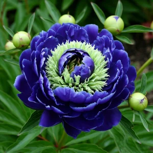 Пион Дримвивер купить по цене от 417р. в интернет-магазине «Посадика» с доставкой почтой в в Куйбышеве и по всей России – [изображение №1].