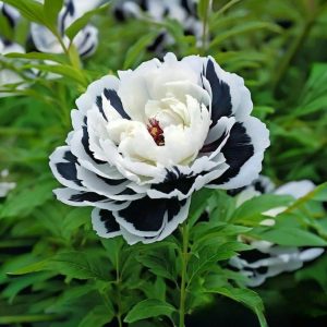 Пион Монохромный Шик купить по цене от 429р. в интернет-магазине «Посадика» с доставкой почтой в в Куйбышеве и по всей России – [изображение №1].